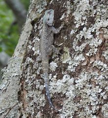 Acanthocercus branchi