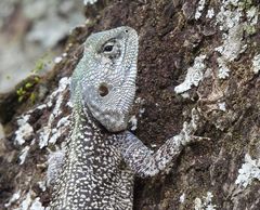 Acanthocercus branchi