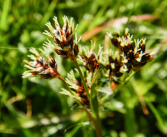 Luzula campestris