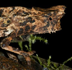 Brookesia superciliaris
