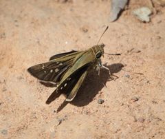 Pelopidas mathias mathias