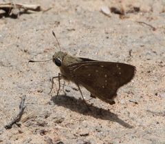 Pelopidas mathias mathias