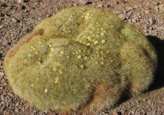 Maihueniopsis