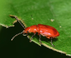 Aulacoscelidinae