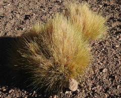 Festuca chrysophylla