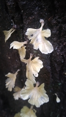 Cotylidia aurantiaca