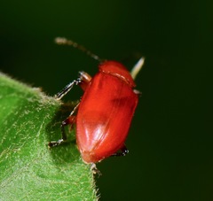 Aulacoscelidinae