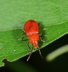 Aulacoscelidinae