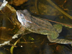 Rana temporaria