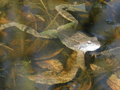Rana temporaria