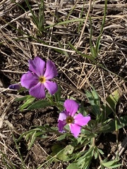 Phlox roemeriana