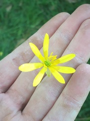 Ficaria verna