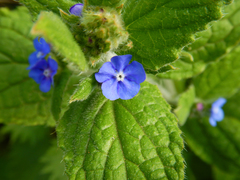 Pentaglottis sempervirens