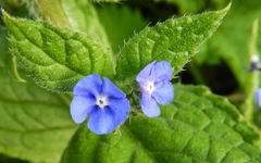 Pentaglottis sempervirens