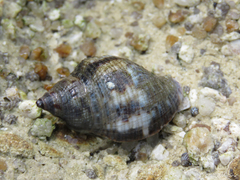 Stramonita brasiliensis