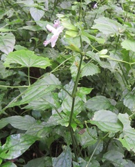 Justiciinae