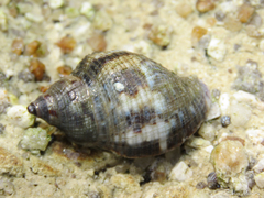 Stramonita brasiliensis