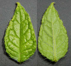 Pentaglottis sempervirens
