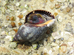 Stramonita brasiliensis
