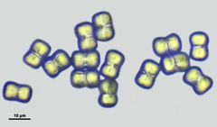 Pentaglottis sempervirens