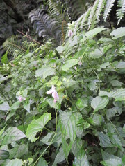 Justiciinae