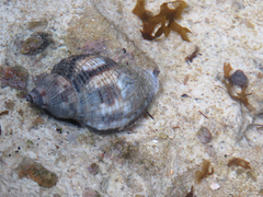 Stramonita brasiliensis