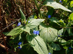 Pentaglottis sempervirens
