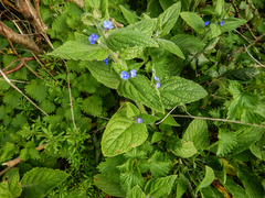 Pentaglottis sempervirens