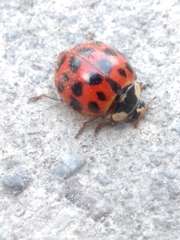 Harmonia axyridis