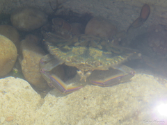 Callinectes marginatus