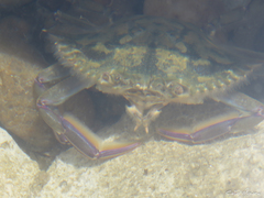 Callinectes marginatus