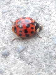 Harmonia axyridis
