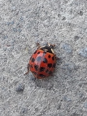 Harmonia axyridis