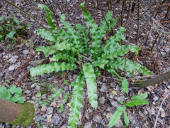 Asplenium scolopendrium