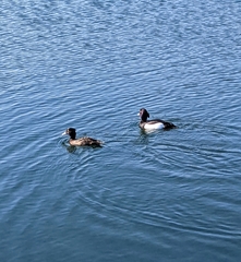 Aythya fuligula