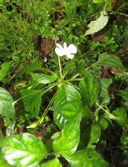 Impatiens hochstetteri