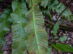 Asplenium scolopendrium