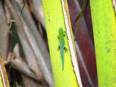 Phelsuma cepediana