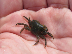 Pachygrapsus gracilis