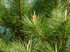 Pinus