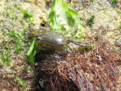 Pachygrapsus gracilis