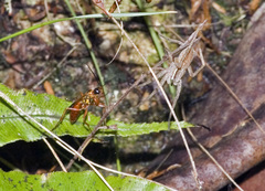 Sphictostethus fugax