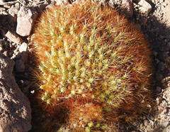 Maihueniopsis