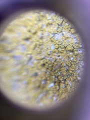 Flavoplaca flavocitrina