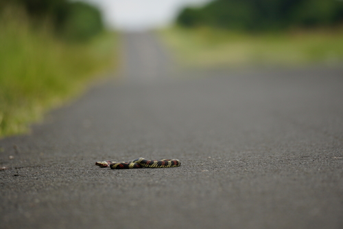 Ringed Hognose Snake