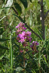 Dissotis princeps