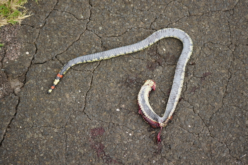 Ringed Hognose Snake