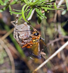 Sphictostethus fugax