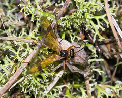 Sphictostethus fugax