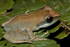 Guibemantis